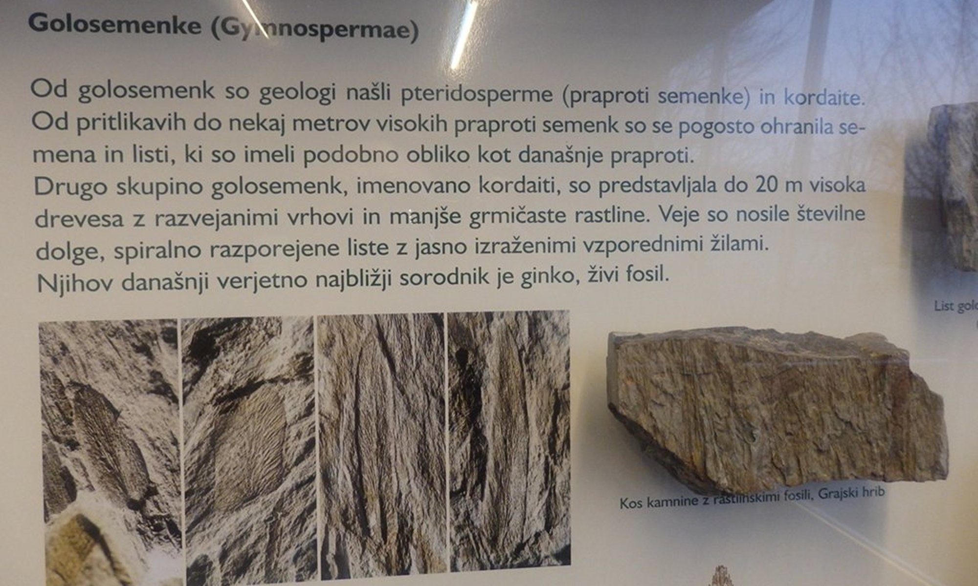 Linguothèque